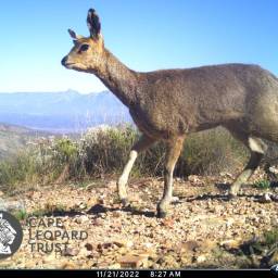 Klipspringer